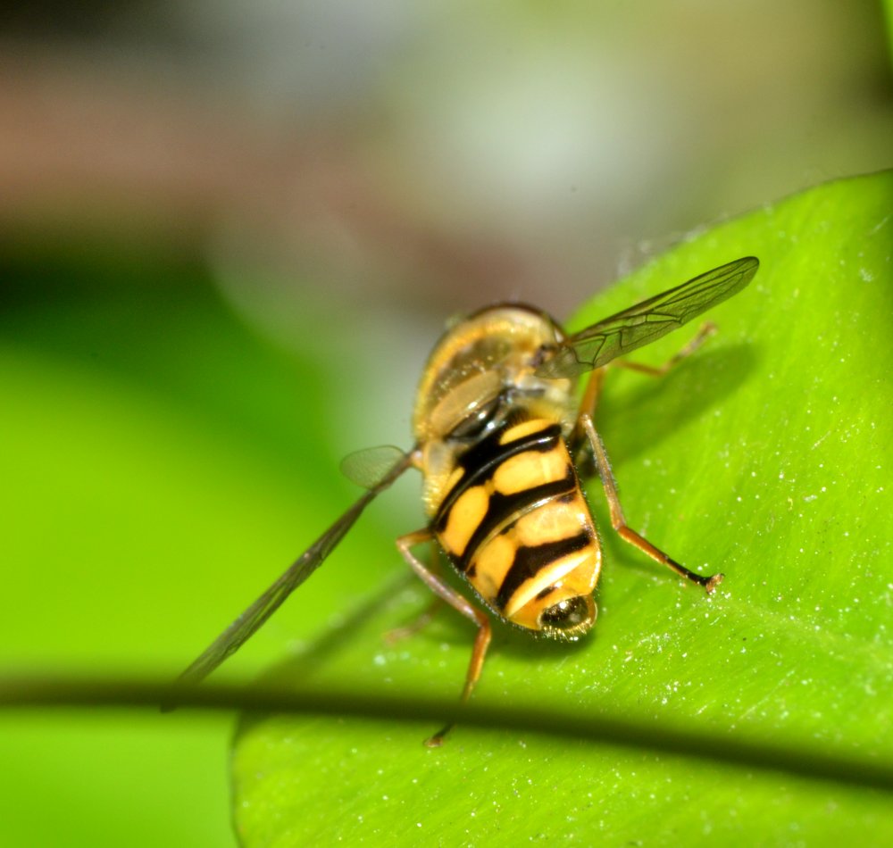 Gli Eupeodes corollae gradiscono il gelsomino